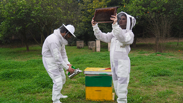 How Smoke Calms Bees
